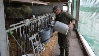 Beaucoup d'éleveurs distribuent du lait à cellules aux veaux. Mais savent-ils combien ça leur coûte réellement ? (©Terre-net Média) Beaucoup d'éleveurs distribuent du lait à cellules aux veaux. Mais savent-ils combien ça leur coûte réellement ? (©Terre-net Média)