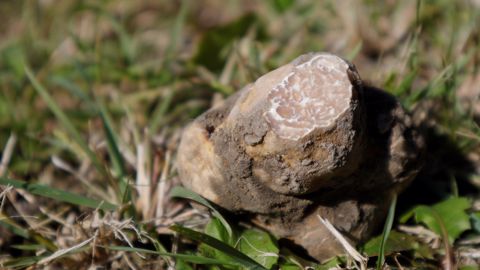 Sur les traces de la première truffe blanche cultivée