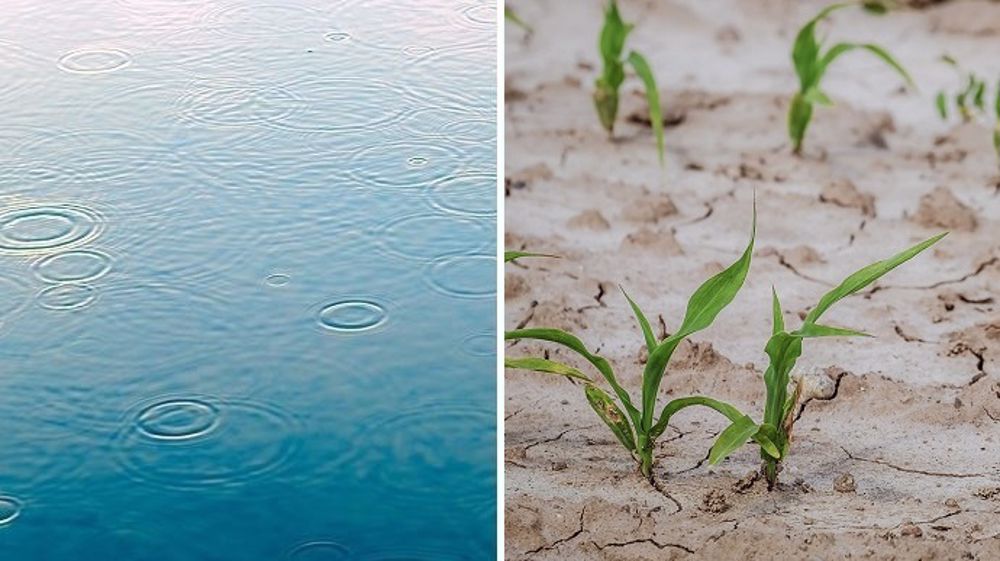 Les précipitations brésiliennes et, à l'inverse, le temps sec argentin risquent « d'entamer les potentiels de rendement » du soja et du maïs. (©Pixabay, Terre-net Média)