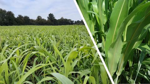 Les nouvelles variétés de sorgho LG : à gauche Monster PPS, la variété facile à exploiter. Et à droite : Digestivo BMR, le sorgho digestible. (©Limagrain) Les nouvelles variétés de sorgho LG : à gauche Monster PPS, la variété facile à exploiter. Et à droite : Digestivo BMR, le sorgho digestible. (©Limagrain)