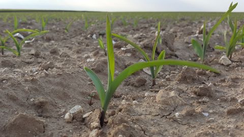 En réduisant la densité de semis du maïs, on économise certes une part de semences, mais on pénalise le rendement. (©Terre-net Média) En réduisant la densité de semis du maïs, on économise certes une part de semences, mais on pénalise le rendement. (©Terre-net Média)