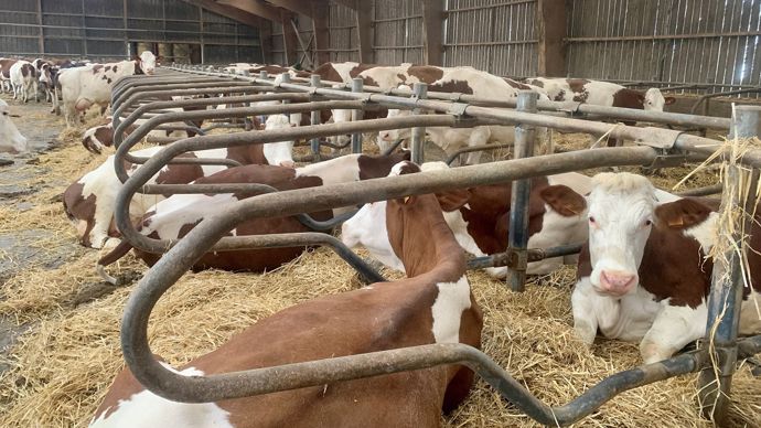 Vaches Montbéliardes en logettes