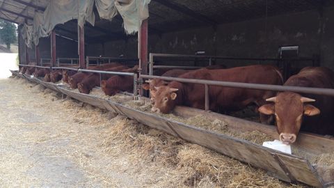 La disparition de ces aides mettrait en péril bon nombre de fermes allaitantes. (©Terre-net Média) La disparition de ces aides mettrait en péril bon nombre de fermes allaitantes. (©Terre-net Média)