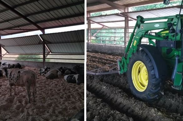 litiere compostee pour vaches laitieres