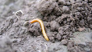 Pour les semis de maïs, il est recommandé d'attendre que le sol soit réchauffé (10°C). (©Arvalis-Institut du végétal)