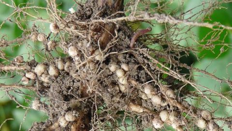 L'inoculation du soja permet à la culture de couvrir une grande partie de ses besoins en azote grâce à la symbiose. (©Terres Inovia)