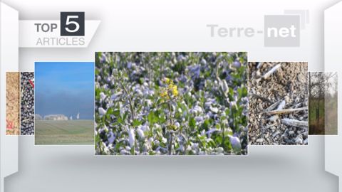 Articles les plus lus sur Terre-net cette semaine. (©Terre-net Média)