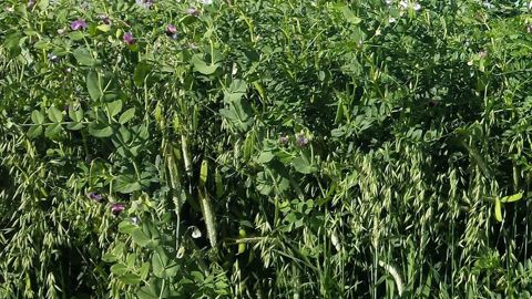 Semée sous couvert, la prairie est protégée par le méteil et se développera lorsqu'il sera récolté. (©Semae)
