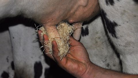 En combinaison avec les antibiotiques en cas de complications, les huiles essentielles ont une certaine efficacité dans le soin des mammites cliniques. (©Terre-net Média) En combinaison avec les antibiotiques en cas de complications, les huiles essentielles ont une certaine efficacité dans le soin des mammites cliniques. (©Terre-net Média)