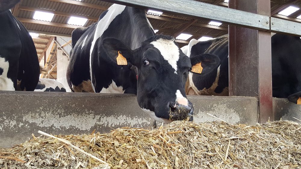 Nutrition Minerale De La Vache Laitiere En Cas De Stress Thermique