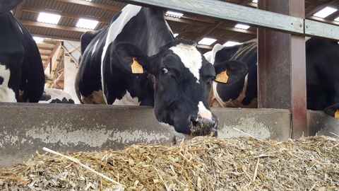 Pour diagnostiquer une vache en stress thermique, il est possible de prendre sa température corporelle ou d'évaluer son comportement (reste longtemps debout, groupée avec d'autres, halète, compétition autour des abreuvoir, etc.) (©Terre-net Média)