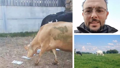 Coup de gueule à propos du suivi de pâturage imposé par Sodiaal Coup de gueule à propos du suivi de pâturage imposé par Sodiaal