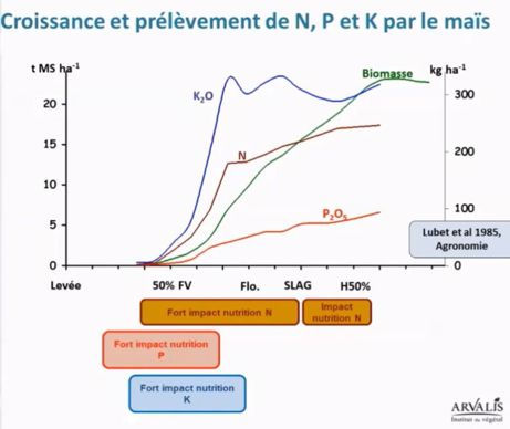 Croissance et prélèvement de NPK par le maïs 