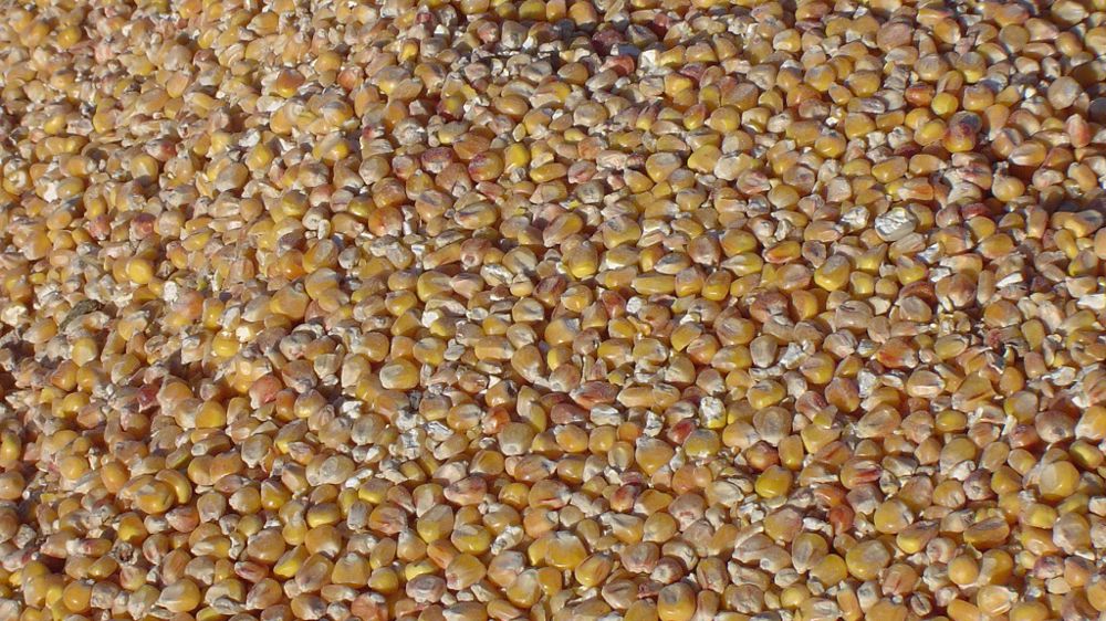 « Le marché s'attendait à des difficultés avec la récolte brésilienne de maïs, mais pas une diminution de la production de cette ampleur » note Michael Zuzolo. (©Terre-net Média)
