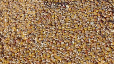 « Le marché s'attendait à des difficultés avec la récolte brésilienne de maïs, mais pas une diminution de la production de cette ampleur » note Michael Zuzolo. (©Terre-net Média)