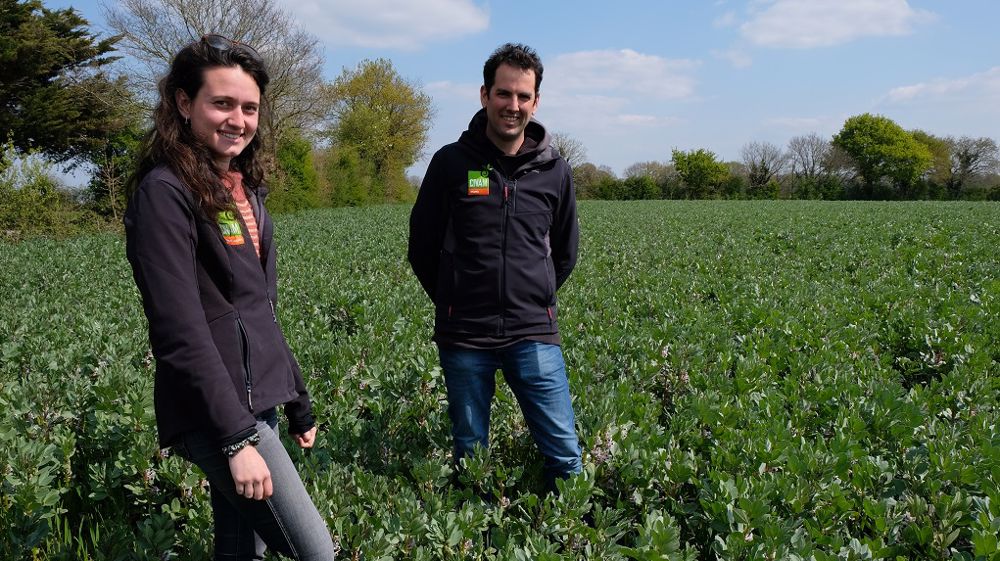 Franck Renolleau, polyculteur-éleveur et co-président du Grapea, et Tiphaine Terres, animatrice du Grapea, dans une parcelle de féverole et blé associés. (©Nathalie Tiers)<br />
