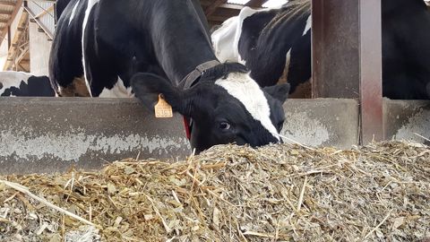 Avec une composition chimique identique au maïs grain sec, le maïs grain humide se distingue par une meilleure valorisation par les bovins. (©Terre-net Média)