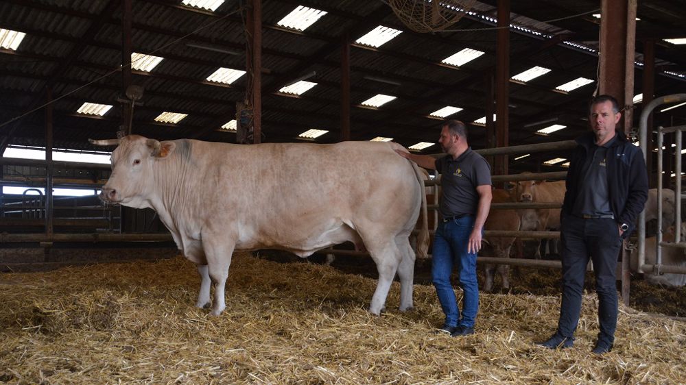Petit écart à cette gestion très rationnelle, la participation aux concours dont les retombées économiques sont difficilement quantifiables. Granada a raflé tous les prix possibles, dont celui de meilleur animal à Paris en 2017. (©Antoine Humeau) Petit écart à cette gestion très rationnelle, la participation aux concours dont les retombées économiques sont difficilement quantifiables. Granada a raflé tous les prix possibles, dont celui de meilleur animal à Paris en 2017. (©Antoine Humeau)