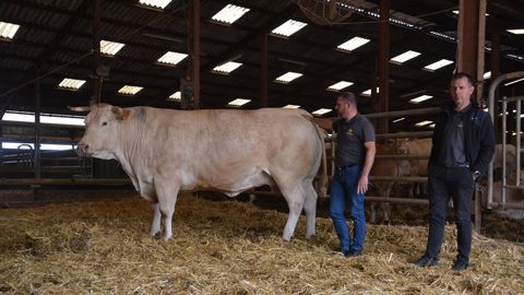Petit écart à cette gestion très rationnelle, la participation aux concours dont les retombées économiques sont difficilement quantifiables. Granada a raflé tous les prix possibles, dont celui de meilleur animal à Paris en 2017. (©Antoine Humeau) Petit écart à cette gestion très rationnelle, la participation aux concours dont les retombées économiques sont difficilement quantifiables. Granada a raflé tous les prix possibles, dont celui de meilleur animal à Paris en 2017. (©Antoine Humeau)