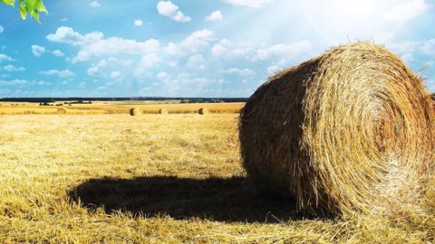 Initiée par Jean-Bernard Sempastous, la proposition de loi pour mieux réguler le foncier agricole va être examinée cette semaine par l'Assemblée nationale. (©Pixabay) Initiée par Jean-Bernard Sempastous, la proposition de loi pour mieux réguler le foncier agricole va être examinée cette semaine par l'Assemblée nationale. (©Pixabay)