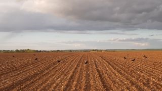 Beaucoup d'agriculteurs pratiquent le tir au fusil, ou utilisent des effaroucheurs pour lutter contre les corbeaux (©Terre-net Media) Beaucoup d'agriculteurs pratiquent le tir au fusil, ou utilisent des effaroucheurs pour lutter contre les corbeaux (©Terre-net Media)