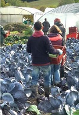 de l art du collectif en milieu agricole