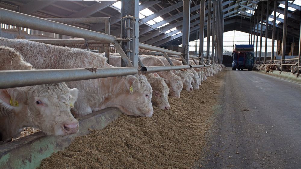 Le shredlage permet de mieux éclater les grains tout en gardant des brins longs. (©Claas)