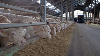 Le shredlage permet de mieux éclater les grains tout en gardant des brins longs. (©Claas) Le shredlage permet de mieux éclater les grains tout en gardant des brins longs. (©Claas)