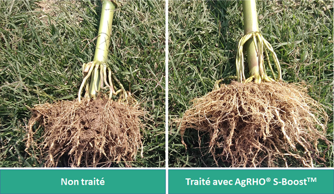 Figure 2: Influence d’AgRHO® S-Boost™ sur le développement racinaire