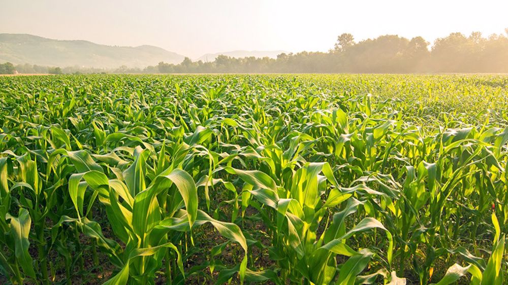 Figure 1: Performances agronomiques du biostimulant AgRHO® S-Boost™ sur le maïs, le tournesol et le soja