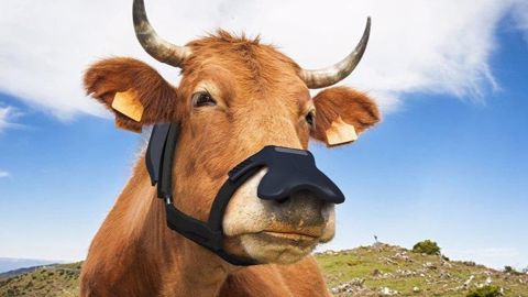 Un masque anti-rots pour vaches. (©Zelp) Un masque anti-rots pour vaches. (©Zelp)