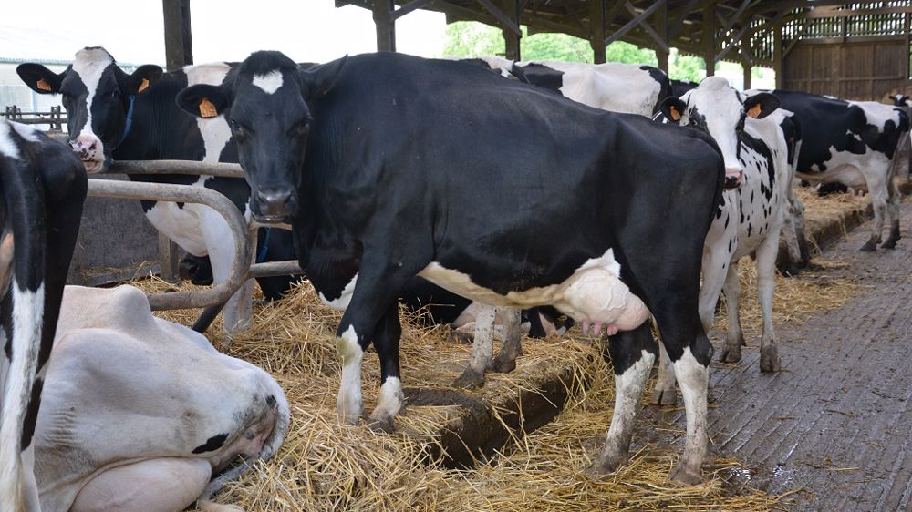 Attention aux logettes mal réglées qui pourraient pénaliser le temps de couchage des vaches et donc la santé de leurs pieds. (©Terre-net Média)