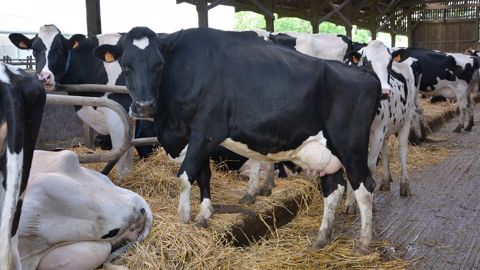 Attention aux logettes mal réglées qui pourraient pénaliser le temps de couchage des vaches et donc la santé de leurs pieds. (©Terre-net Média) Attention aux logettes mal réglées qui pourraient pénaliser le temps de couchage des vaches et donc la santé de leurs pieds. (©Terre-net Média)