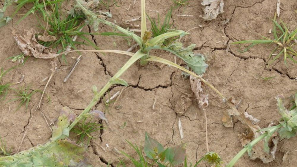 38 départements sont concernés par des mesures restrictives liées à la sécheresse. (©Terre-net Média)
