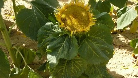Les vrai/faux du mildiou du tournesol