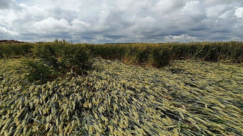 La verse n’intervient en général que pendant le<strong> </strong>remplissage, lorsque le poids de l’épi croît et engendre des contraintes sur la tige. (©Arvalis-Institut du végétal)