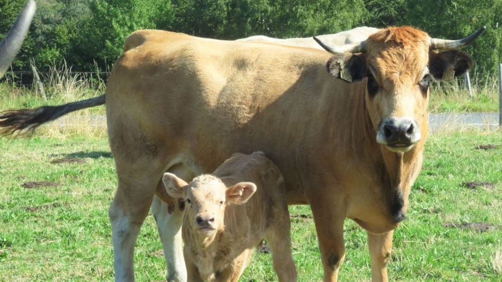 Les cours des bovins se maintiennent en avril 2021. (©Terre-net Média)