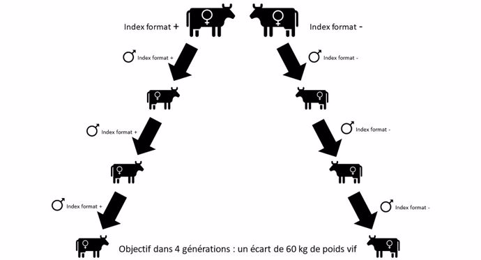 Croisement génétique en bovin lait