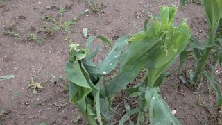 Dans le nord, certaines parcelles de maïs ont subi de gros dégâts de grêle et mériteraient d'être resemées. (©Arvalis institut du végétal) Dans le nord, certaines parcelles de maïs ont subi de gros dégâts de grêle et mériteraient d'être resemées. (©Arvalis institut du végétal)
