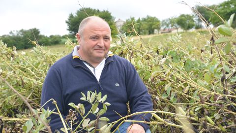 À Cérans-Fouilletourte (Sarthe), Pascal Loyer produit de la féverole depuis cinq ans. (©Antoine Humeau) À Cérans-Fouilletourte (Sarthe), Pascal Loyer produit de la féverole depuis cinq ans. (©Antoine Humeau)