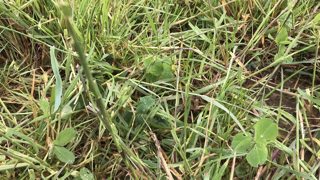 Sursemis de trêfle violet sur prairie permanente (©<a href="https://twitter.com/bigard_q">@bigard_q</a>) Sursemis de trêfle violet sur prairie permanente (©<a href="https://twitter.com/bigard_q">@bigard_q</a>)