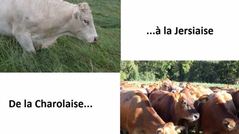 Depuis l'installation de Clément Nédellec, le Gaec de Loran a remplacé l'élevage allaitant charolais par des vaches laitières jersiaises. (©Gaec de Loran) Depuis l'installation de Clément Nédellec, le Gaec de Loran a remplacé l'élevage allaitant charolais par des vaches laitières jersiaises. (©Gaec de Loran)