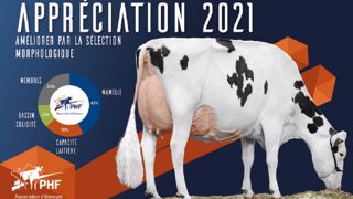 Prim'holstein France met à jour sa grille d'appréciation avec plus de poids pour le poste membres. (©PHF) Prim'holstein France met à jour sa grille d'appréciation avec plus de poids pour le poste membres. (©PHF)