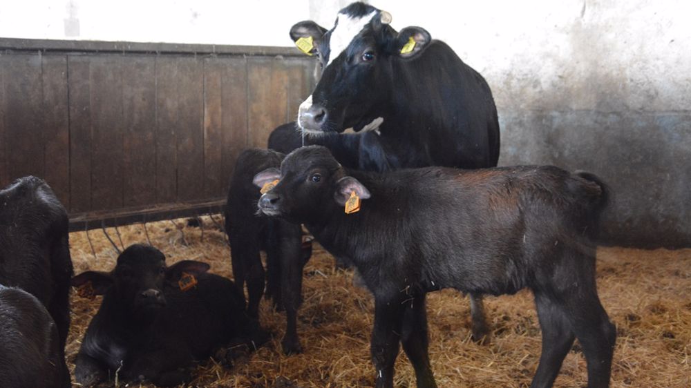 La demande en viande se tourne de plus en plus vers les petites carcasses bien finies. (©Terre-net Media)