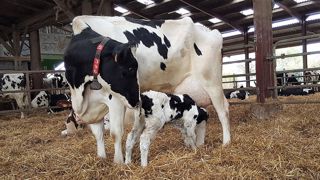 Attention aux apports de calcium dans la ration. Un bon équilibre vous fera éviter une fièvre de lait, surtout chez les vaches au rang de lactation élevé. (©Terre-net Média) Attention aux apports de calcium dans la ration. Un bon équilibre vous fera éviter une fièvre de lait, surtout chez les vaches au rang de lactation élevé. (©Terre-net Média)