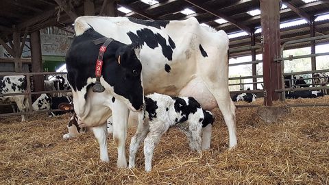 Attention aux apports de calcium dans la ration. Un bon équilibre vous fera éviter une fièvre de lait, surtout chez les vaches au rang de lactation élevé. (©Terre-net Média) Attention aux apports de calcium dans la ration. Un bon équilibre vous fera éviter une fièvre de lait, surtout chez les vaches au rang de lactation élevé. (©Terre-net Média)