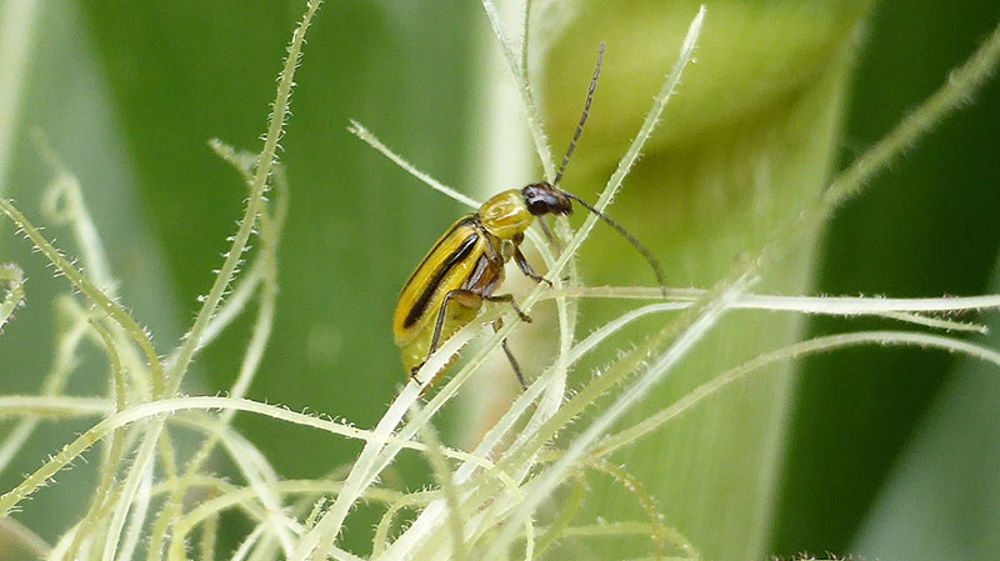 La chrysomèle du maïs est particulièrement présente dans les régions Alsace et Rhône-Alpes. (©Arvalis-Institut du végétal)