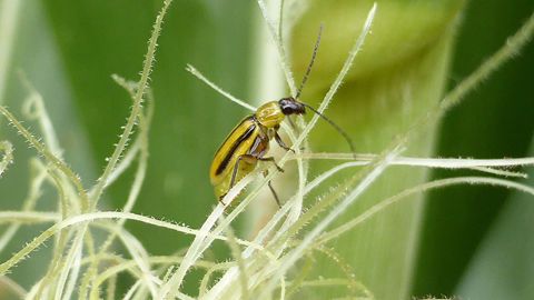 La chrysomèle du maïs est particulièrement présente dans les régions Alsace et Rhône-Alpes. (©Arvalis-Institut du végétal) La chrysomèle du maïs est particulièrement présente dans les régions Alsace et Rhône-Alpes. (©Arvalis-Institut du végétal)