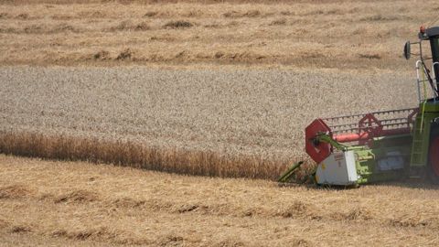 Selon les chiffres au 1er septembre 2021, le rendement moyen national en blé tendre est révisé à 73 q/ha. (©Pixabay) Selon les chiffres au 1er septembre 2021, le rendement moyen national en blé tendre est révisé à 73 q/ha. (©Pixabay)