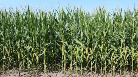 Quel météo pour les ensilages de maïs ? (©Pixabay) Quel météo pour les ensilages de maïs ? (©Pixabay)
